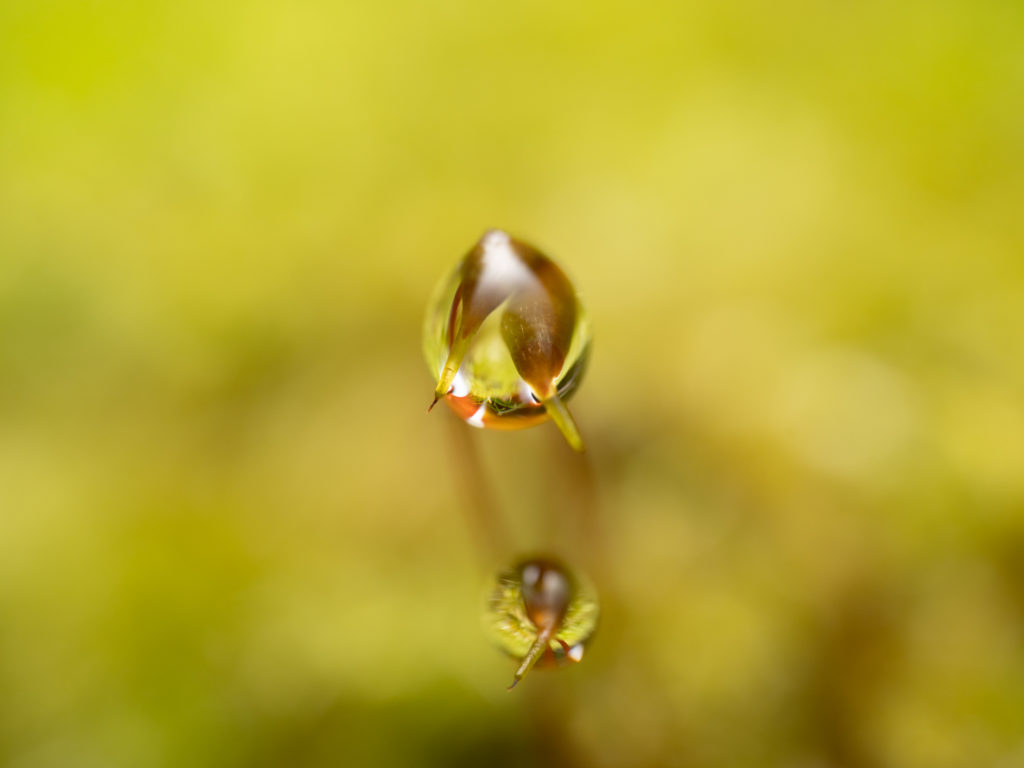 苔の先の水滴